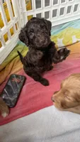 Yellow, a female Golden Mountain Doodle for sale in Leander, TX – 5 of 9