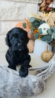 White, a male Golden Mountain Doodle for sale in Leander, TX – 7 of 9