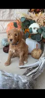 Gray, a male Golden Mountain Doodle for sale in Leander, TX – 5 of 6