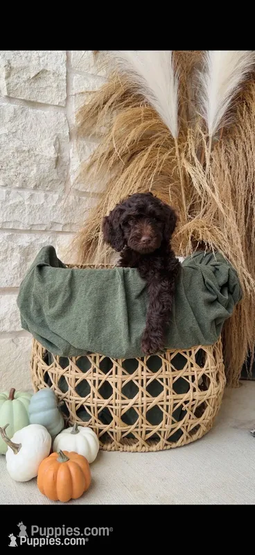 Yellow – Golden Mountain Doodle puppy for sale in Leander, TX