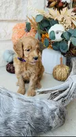 Purple, a female Golden Mountain Doodle for sale in Leander, TX – 5 of 10