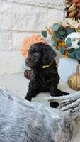 Yellow, a female Golden Mountain Doodle for sale in Leander, TX – 7 of 9