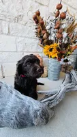 Red, a male Golden Mountain Doodle for sale in Leander, TX – 5 of 10