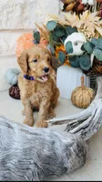Purple, a female Golden Mountain Doodle for sale in Leander, TX – 4 of 10