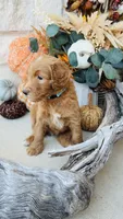 Blue, a male Golden Mountain Doodle for sale in Leander, TX – 6 of 7