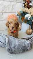 Orange, a male Golden Mountain Doodle for sale in Leander, TX – 7 of 9