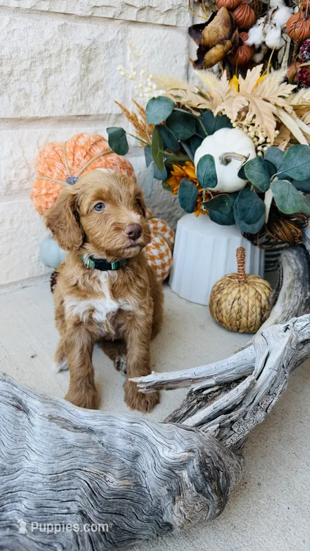 Green – Golden Mountain Doodle puppy for sale in Leander, TX