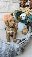 Green, a male Golden Mountain Doodle for sale in Leander, TX – 1 of 10