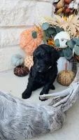 White, a male Golden Mountain Doodle for sale in Leander, TX – 9 of 9