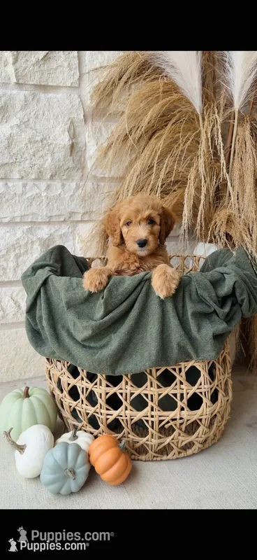 Purple – Golden Mountain Doodle puppy for sale in Leander, TX
