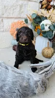 Yellow, a female Golden Mountain Doodle for sale in Leander, TX – 2 of 9