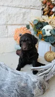 Yellow, a female Golden Mountain Doodle for sale in Leander, TX – 6 of 9