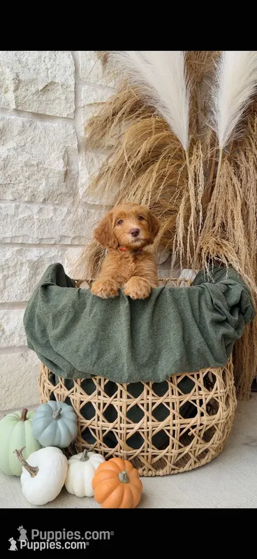 Hot Pink – Golden Mountain Doodle puppy for sale in Leander, TX