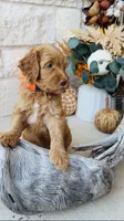 Orange, a male Golden Mountain Doodle for sale in Leander, TX – 6 of 9