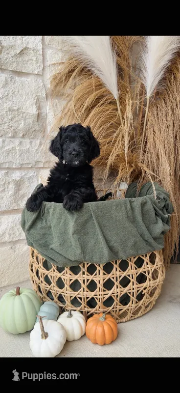 White – Golden Mountain Doodle puppy for sale in Leander, TX