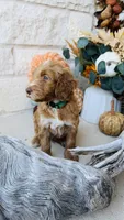 Green, a male Golden Mountain Doodle for sale in Leander, TX – 4 of 10