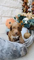 Green, a male Golden Mountain Doodle for sale in Leander, TX – 8 of 10