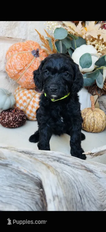 Yellow Green – Golden Mountain Doodle puppy for sale in Leander, TX