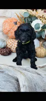 Yellow Green, a female Golden Mountain Doodle for sale in Leander, TX – 1 of 10