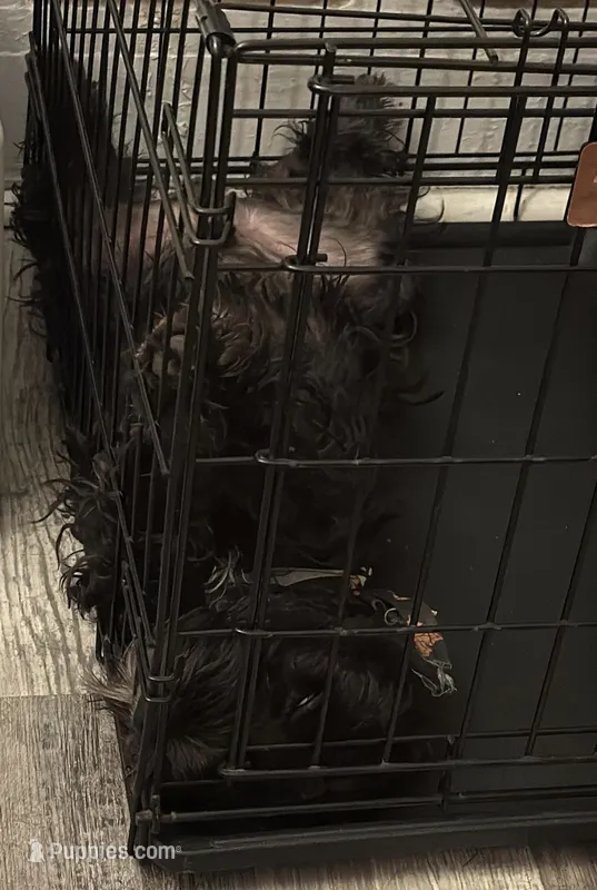 Trueno – Miniature Schnauzer puppy for sale in Trenton, NJ