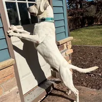 Teal Boy, a male Labrador Retriever for sale in Marengo, IL – Photo 10 of 10