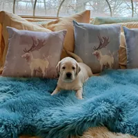 Teal Boy, a male Labrador Retriever for sale in Marengo, IL – Photo 5 of 10