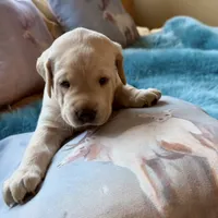 Teal Boy, a male Labrador Retriever for sale in Marengo, IL – Photo 6 of 10