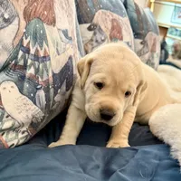 Teal Boy, a male Labrador Retriever for sale in Marengo, IL – Photo 4 of 10