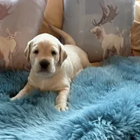 Teal Boy, a male Labrador Retriever for sale in Marengo, IL – Photo 1 of 10