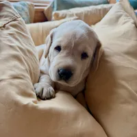 Teal Boy, a male Labrador Retriever for sale in Marengo, IL – Photo 7 of 10