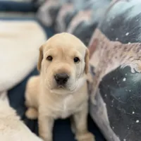 Teal Boy, a male Labrador Retriever for sale in Marengo, IL – Photo 8 of 10