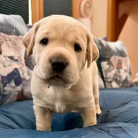 Teal Boy, a male Labrador Retriever for sale in Marengo, IL – Photo 2 of 10