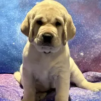 Beige Girl, a female Labrador Retriever for sale in Marengo, IL – Photo 4 of 8