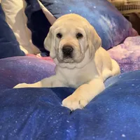 Beige Girl, a female Labrador Retriever for sale in Marengo, IL – Photo 2 of 8