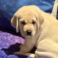 Beige Girl, a female Labrador Retriever for sale in Marengo, IL – Photo 1 of 8