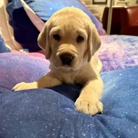 Beige Girl, a female Labrador Retriever for sale in Marengo, IL – Photo 3 of 8