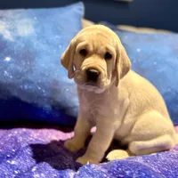 Beige Girl, a female Labrador Retriever for sale in Marengo, IL – Photo 5 of 8