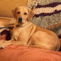 Beige Girl, a female Labrador Retriever for sale in Marengo, IL – Photo 7 of 8