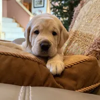 Beige Girl, a female Labrador Retriever for sale in Marengo, IL – Photo 6 of 8