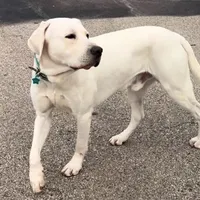 Beige Girl, a female Labrador Retriever for sale in Marengo, IL – Photo 8 of 8