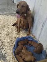 Rudolph , a male Labrador Retriever for sale in Marengo, IL – Photo 9 of 10