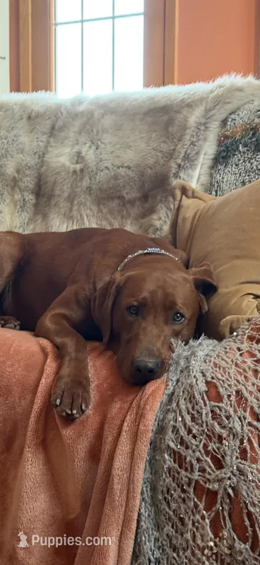 Rudolph  – Labrador Retriever puppy for sale in Marengo, IL