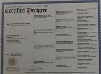 Rudolph , a male Labrador Retriever for sale in Marengo, IL – Photo 8 of 10