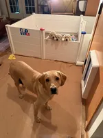 Angelina, a female Labrador Retriever for sale in Marengo, IL – Photo 2 of 3