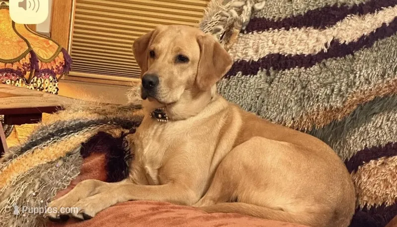 Angelina – Labrador Retriever puppy for sale in Marengo, IL