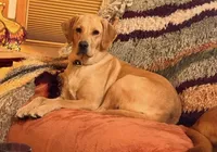 Angelina, a female Labrador Retriever for sale in Marengo, IL – Photo 3 of 3