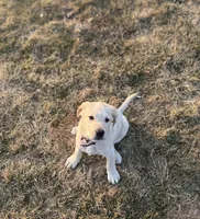 Purple Girl, a female Labrador Retriever for sale in Marengo, IL – Photo 7 of 10