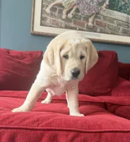 Purple Girl, a female Labrador Retriever for sale in Marengo, IL – Photo 5 of 10