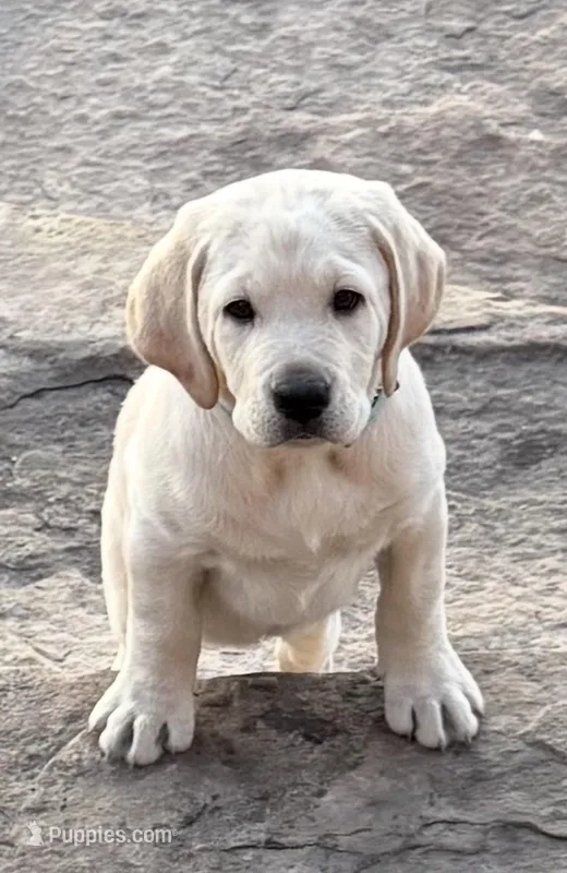 Purple Girl – Labrador Retriever puppy for sale in Marengo, IL