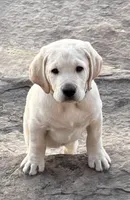 Purple Girl, a female Labrador Retriever for sale in Marengo, IL – Photo 1 of 10